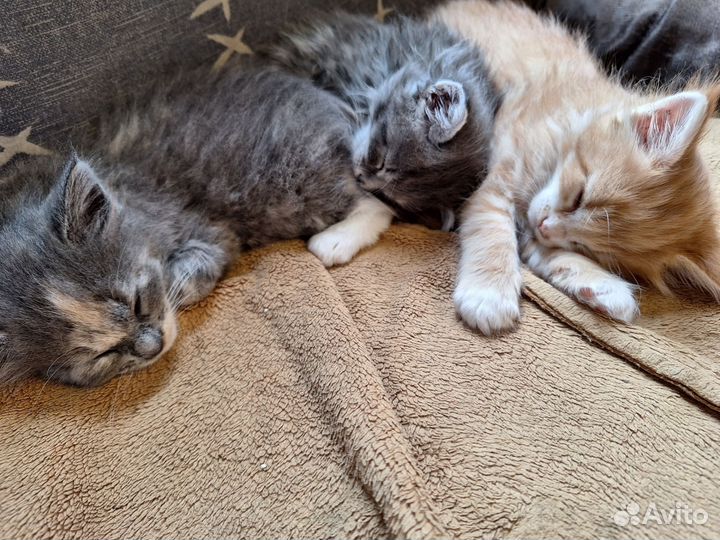 Котята мейн-кун метисы