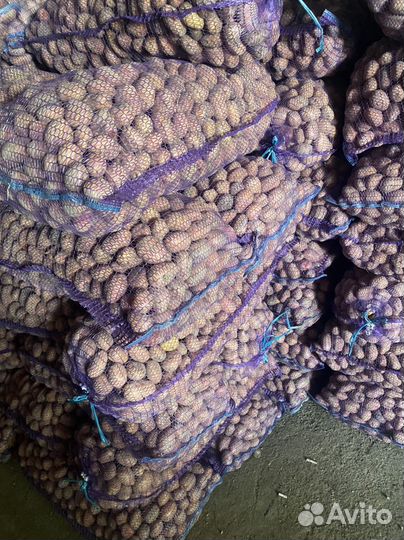 Семенной картофель