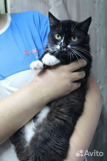 Кошечка Клякса