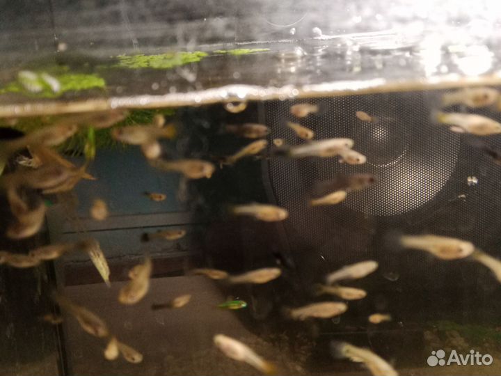 Рыбки гуппи