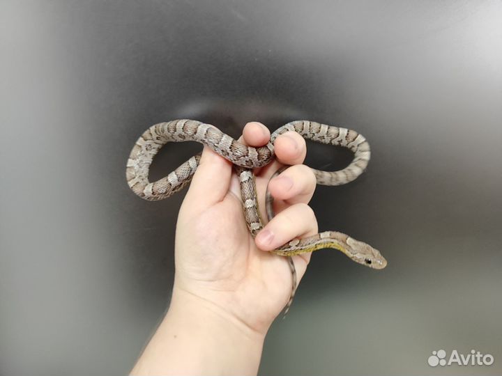 Маисовый полоз