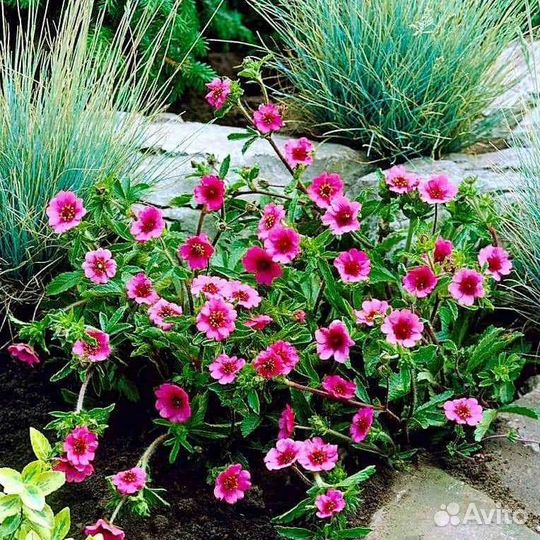 Лапчатка непальская Мисс Вильмонт