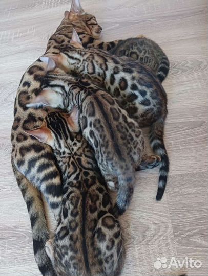 Бенгальская