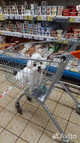 Мальтезе Вязка