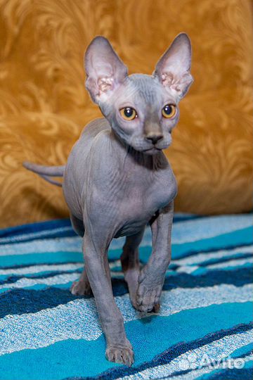 Канадский сфинкс