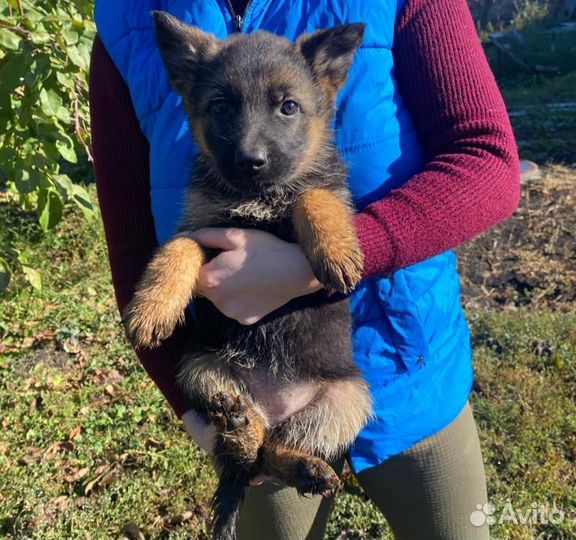 Щенки немецкой овчарки