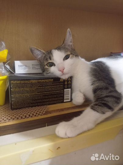 Фото кота