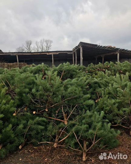 Новогодние сосны