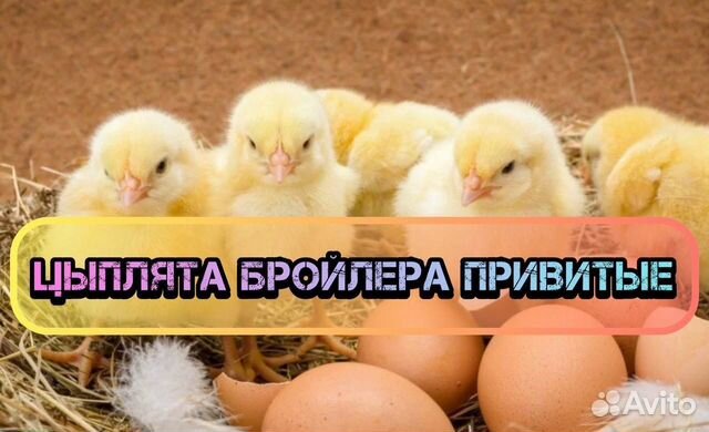 Цыплята бройлера Кобб привитые на 10 мая