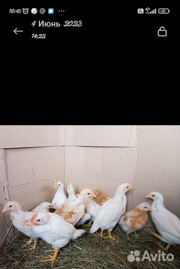 Молодые петушки