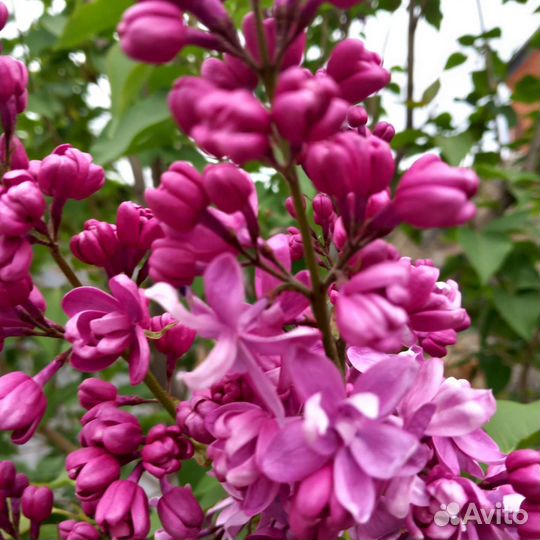 Сирень разных сортов