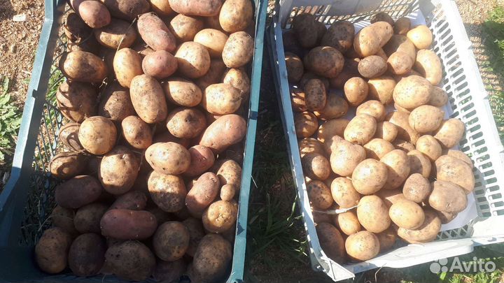 Семенной картофель