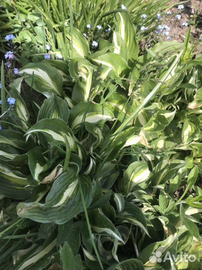 Многолетние растения : Хоста, четыре сорта