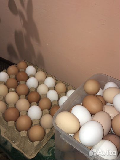 Домашние куриные яйца