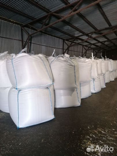 Семена мягкой пшеницы