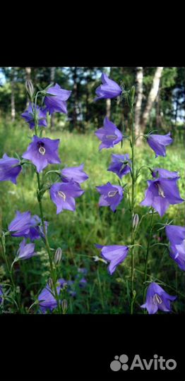 Колокольчики-1