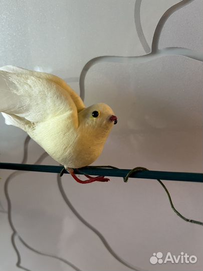 Декоративные птицы