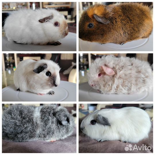 Морские свинки