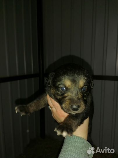 Щенки лабрадора