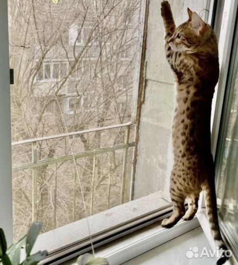 Сетка антикошка на заказ