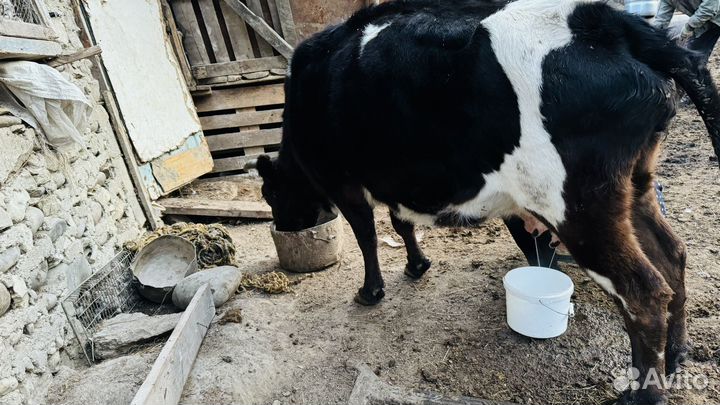 Корова с теленком