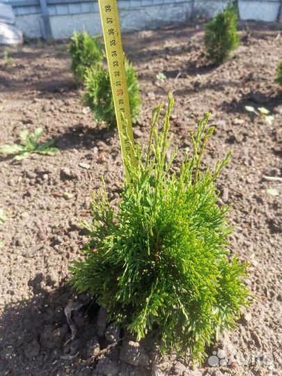 Туя смарагд