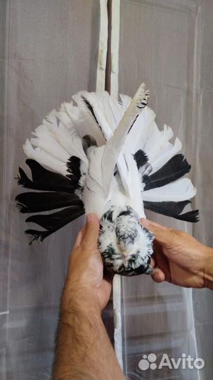 Николаевские голуби