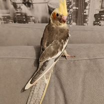 Попугай корелла птенец