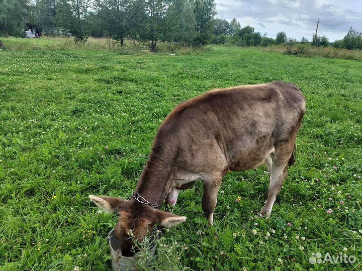 Телочки Веста