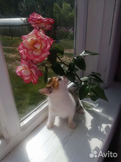 Котенок девочка бесплатно