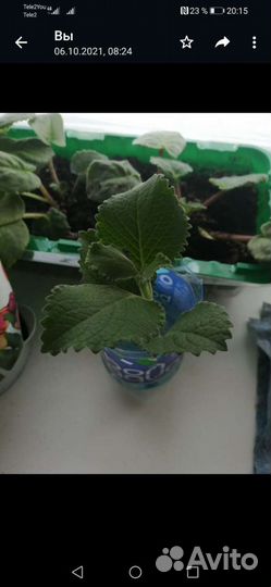 Мята крупнолистная, ароматная