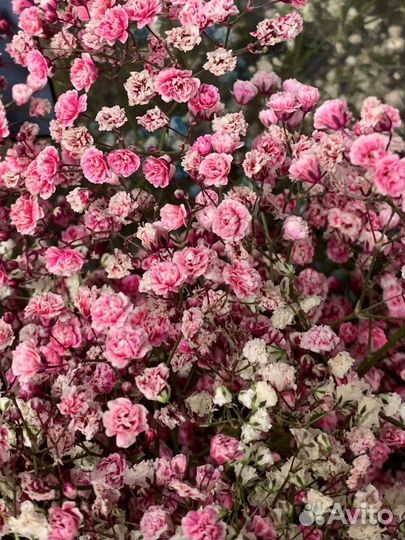 Гипсофила, букет гипсофил