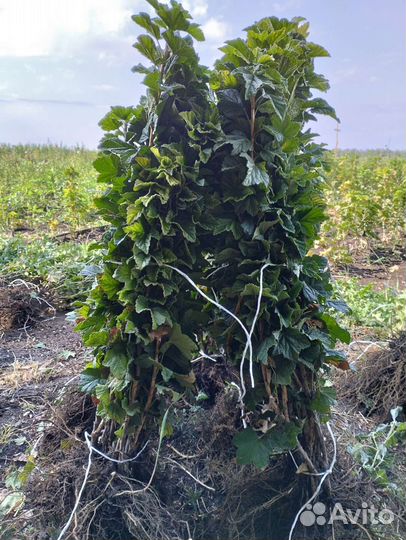 Плодовые саженцы и кустарники