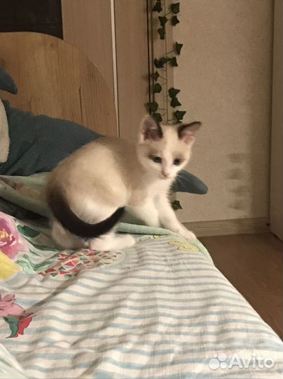 Котенок