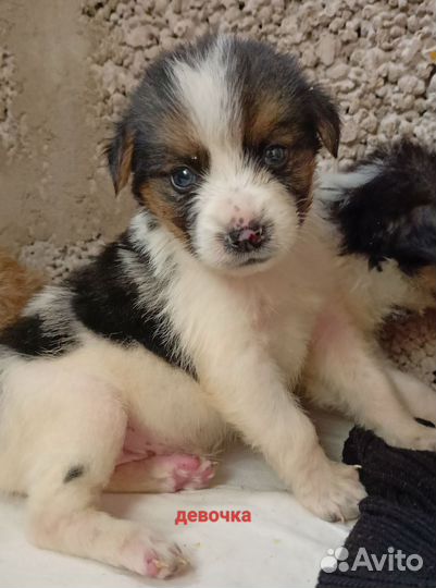 Собака в добрые руки отдам бесплатно