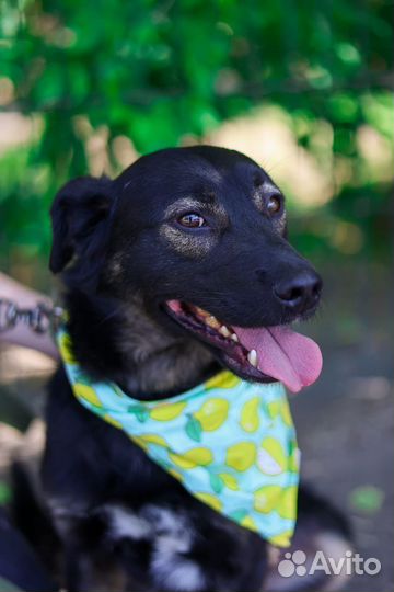 Собака в дом