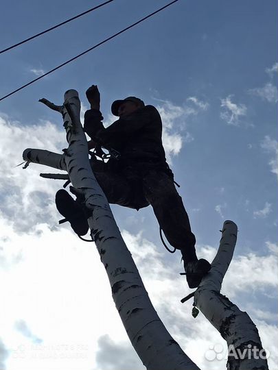 Спил деревьев