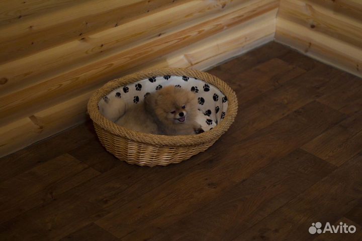 Вязка кобель
