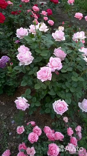 Ароматная роза непрерывного цветения Эмейзин Грейс