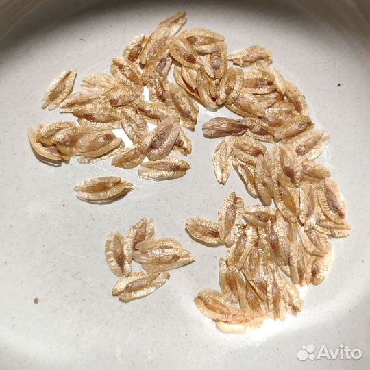 Семена Туи Брабант