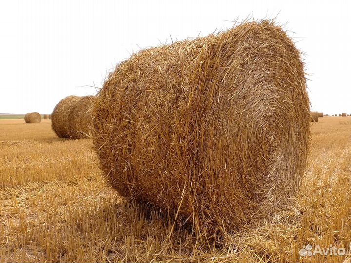 Солома ячменная в рулонах