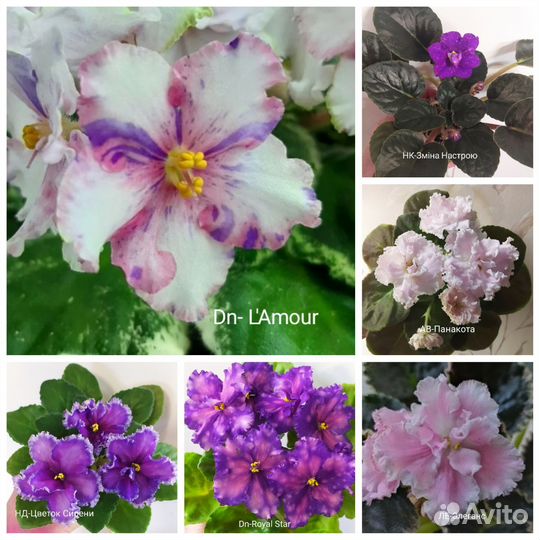 Детки сортовых фиалок