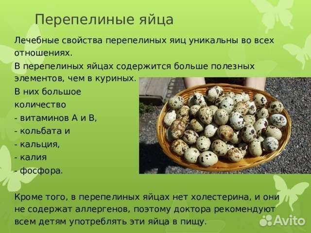 Яйца перепелиные домашние