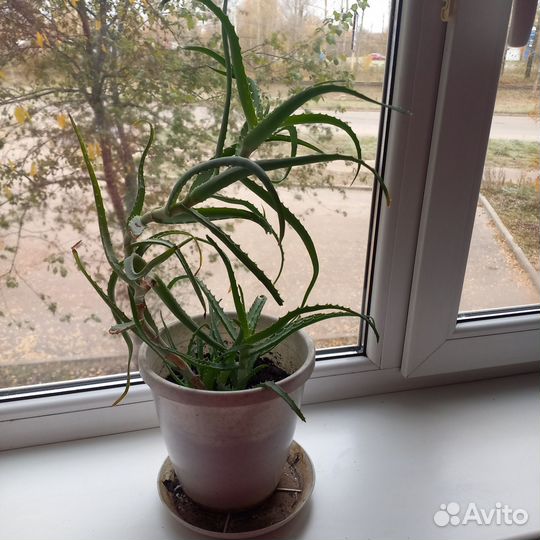 Алоэ столетник