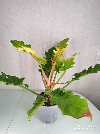 Филодендрон золотой дракон