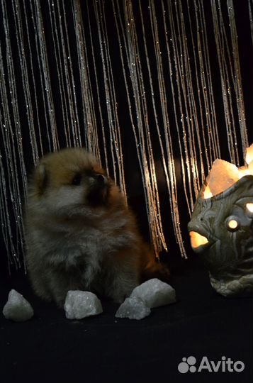 Щенки шпица