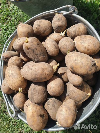 Семенной картофель