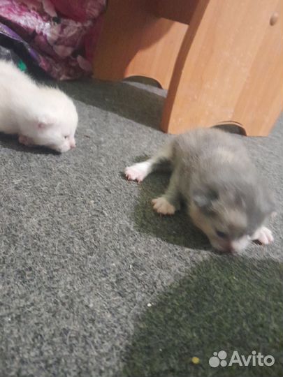 Домашние животные котята