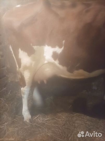 Айширская корова