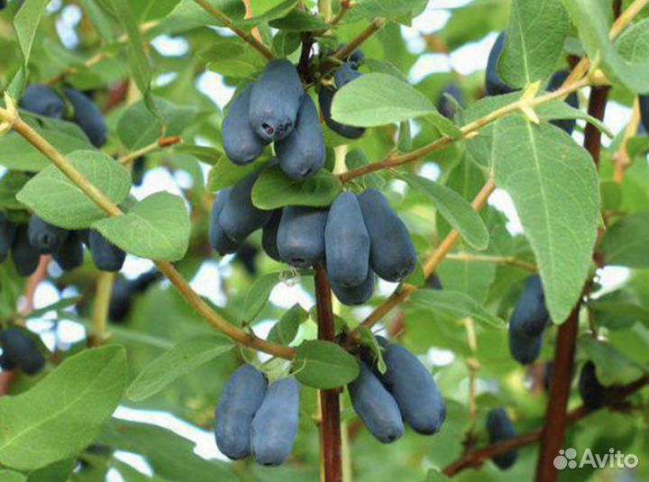 Саженцы жимолости съедобной «Синяя птица»